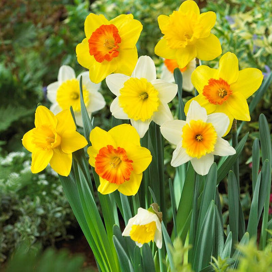 Large Cupped Narcissus Mix (Pack of 20) Netherland Bulb Company