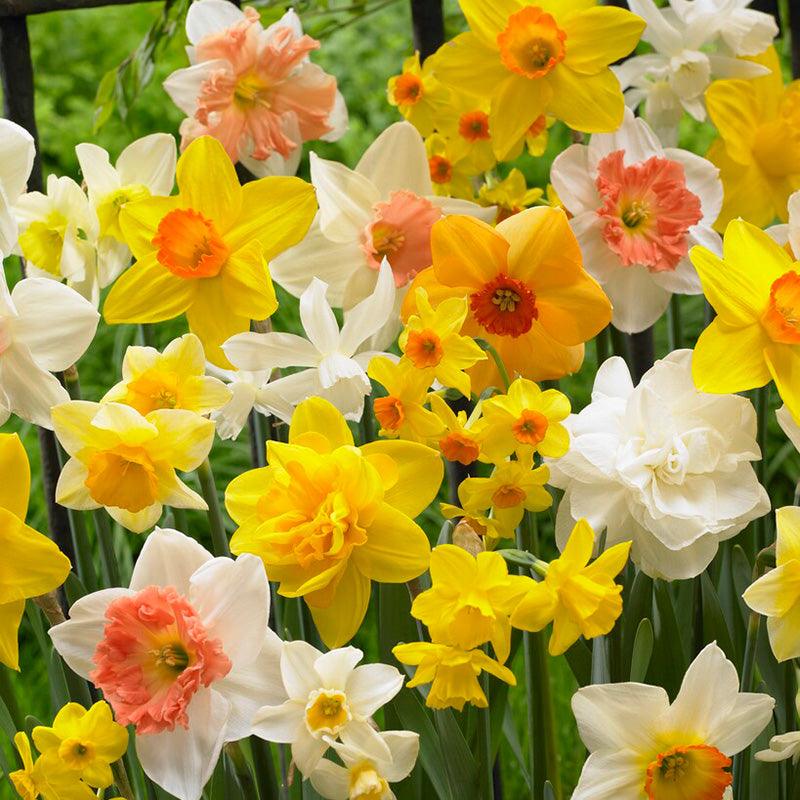 Narcissus All In One Blend (12/pk) Netherland Bulb Company