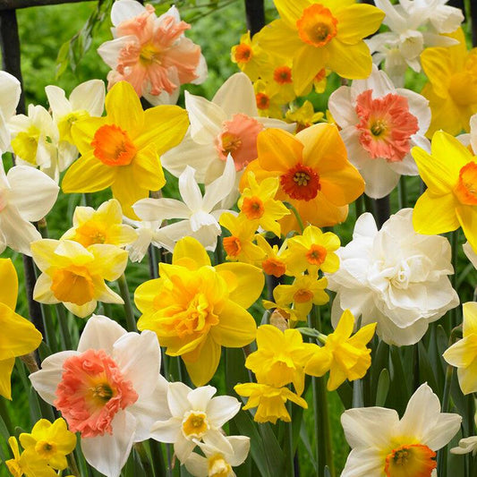 Narcissus All In One Blend (12/pk) Netherland Bulb Company