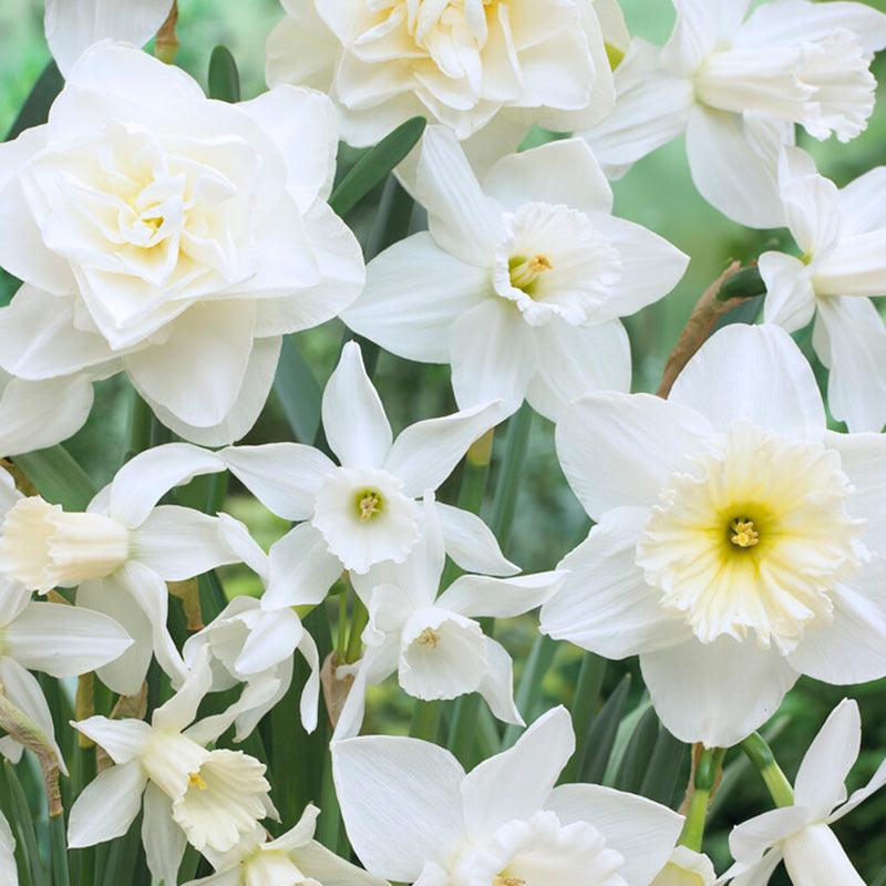 Narcissus All White Blend (12/pk) Netherland Bulb Company