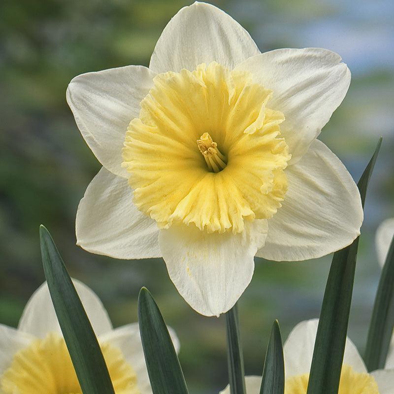 Large Cupped Narcissus Ice Follies (7pk) Netherland Bulb Company
