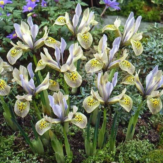 Katharine Hodgkin Dwarf Iris Bulbs (Pack of 10) Netherland Bulb Company