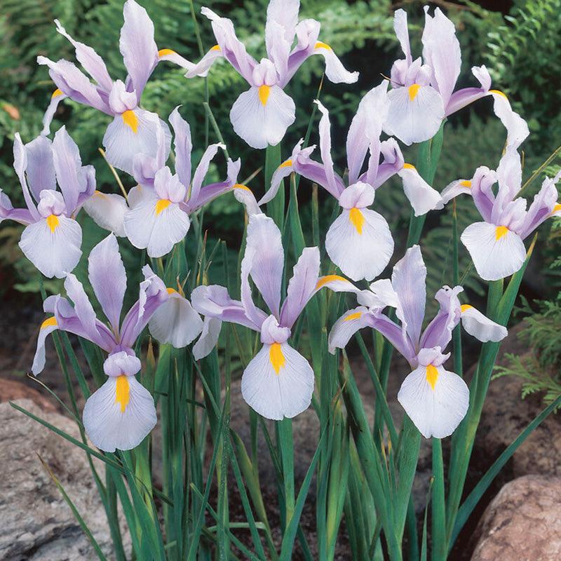 Dutch Iris Carmen (20/pk) Netherland Bulb Company