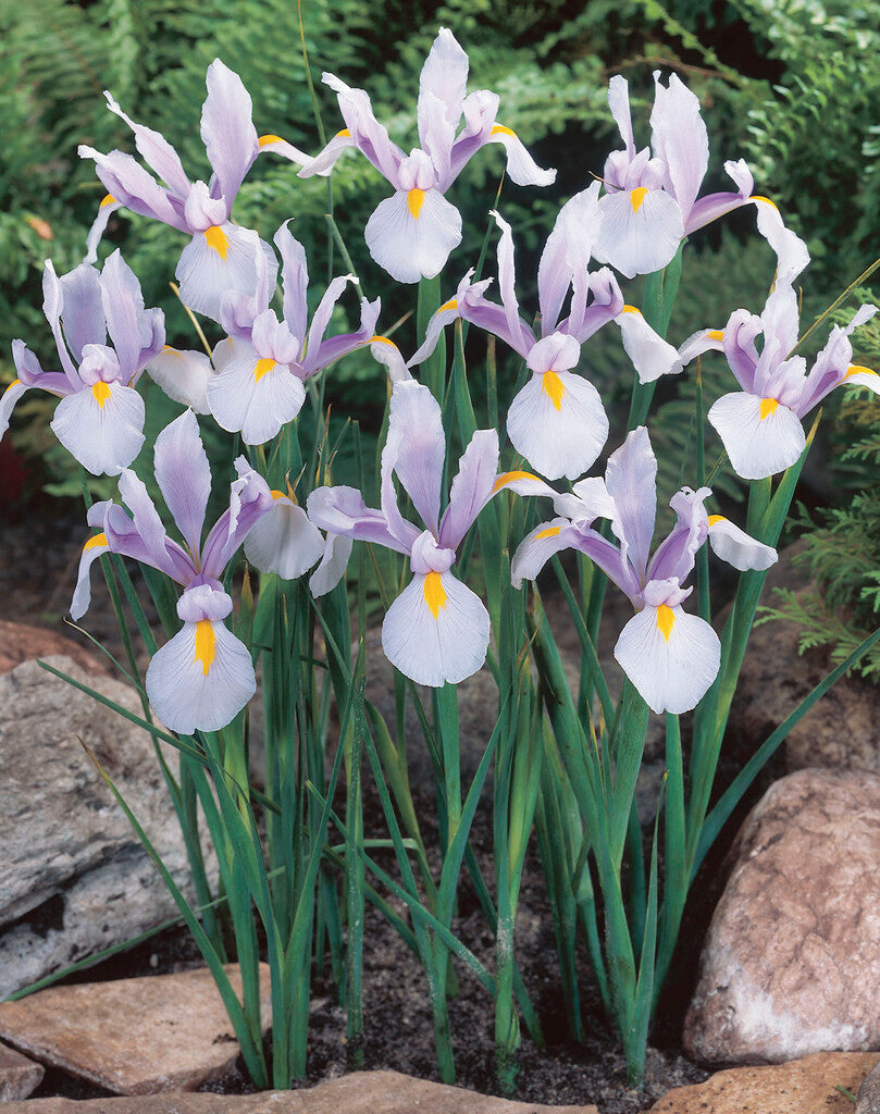 Carmen Dutch Iris Bulbs (Pack of 20)