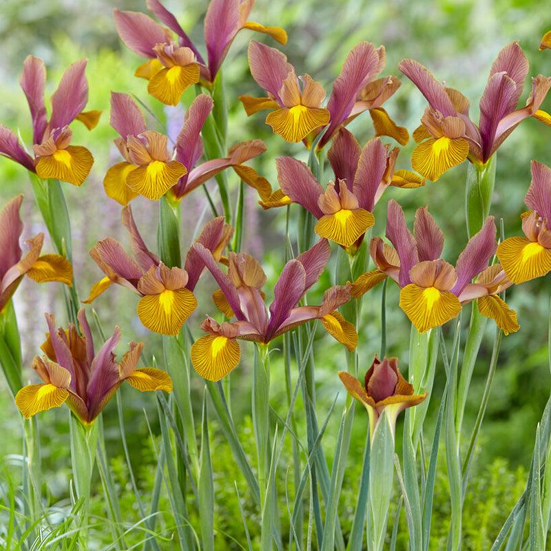Dutch Iris Lion King (Pack of 12) Netherland Bulb Company