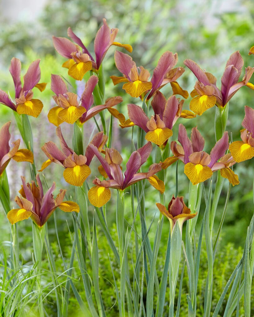 Lion King Dutch Iris Bulbs (Pack of 12)