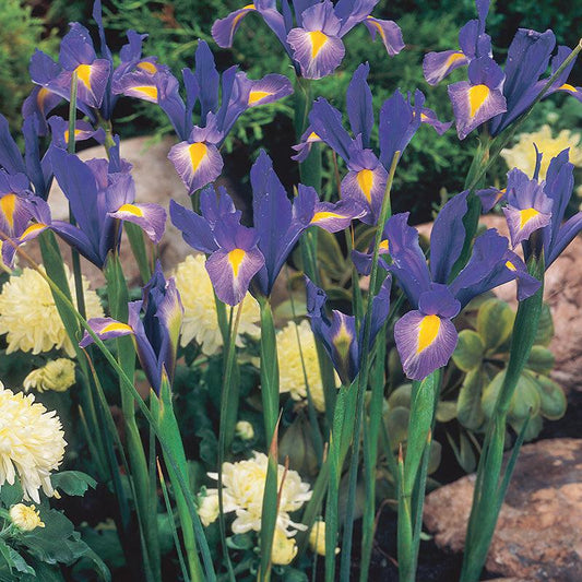 Dutch Iris Sapphire Beauty (20/pk) Netherland Bulb Company