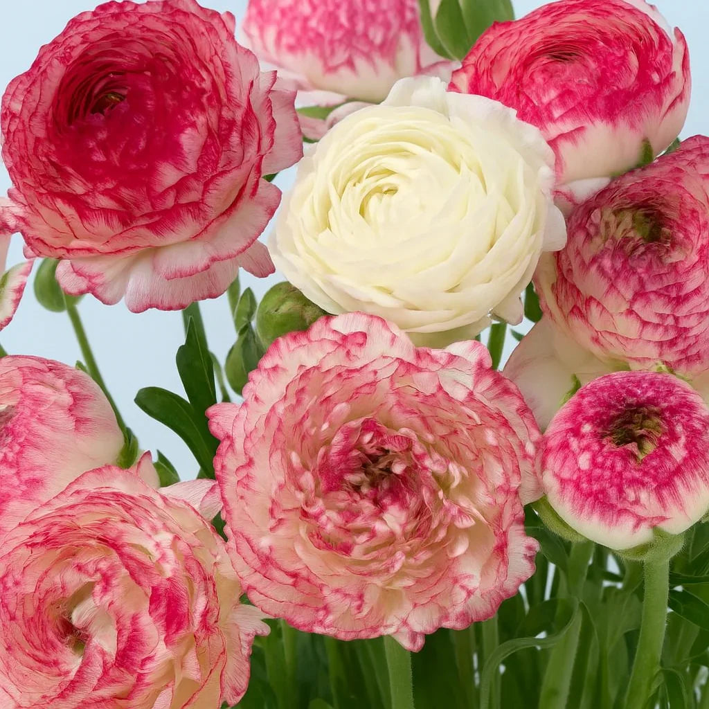 Pastel Peonies Ranunculus Bulb Blend (Pack of 10) Netherland Bulb Company