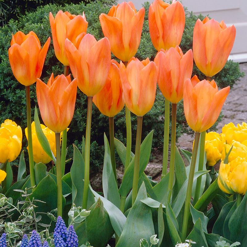 Tulip Fosteriana Orange Emperor (Pack of 10) Netherland Bulb Company