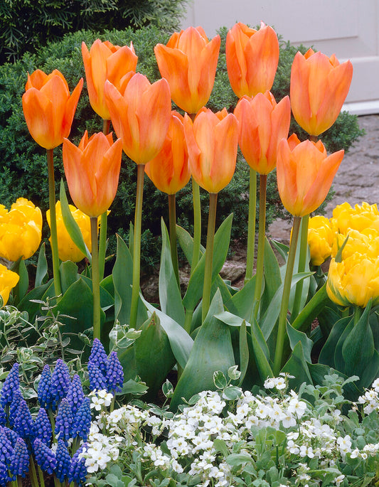 Orange Emperor Tulip Bulbs (Pack of 10)