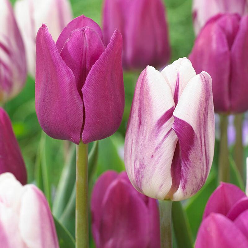 Tulip Jellyfish Blend (Pack of 15) Netherland Bulb Company