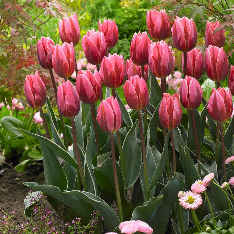 Pretty Princess Triumph Tulip Bulbs (Pack of 7) Netherland Bulb Company