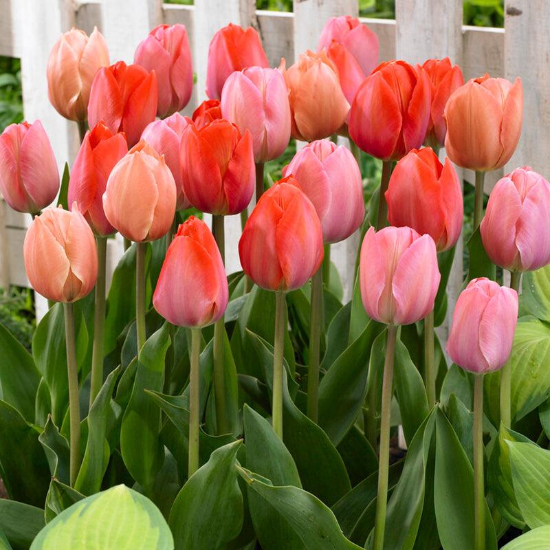 Tulip Blush Blend (Pack of 50) Netherland Bulb Company