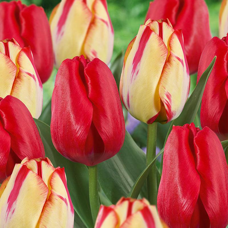 Spring Break Tulip Bulb Blend (Pack of 18) Netherland Bulb Company