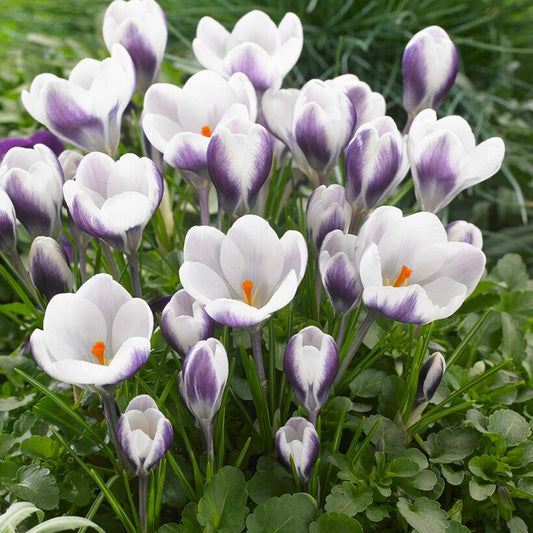 Prince Claus Crocus Bulbs (Pack of 12) Netherland Bulb Company