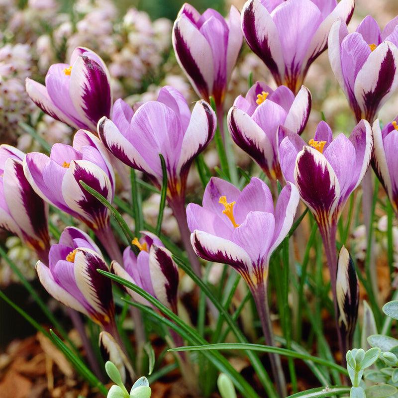 Minimus Crocus Bulbs (Pack of 10) Netherland Bulb Company