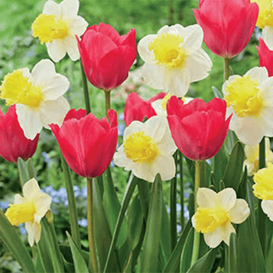 Sugar Rush Bulb Blend (Pack of 15) Netherland Bulb Company