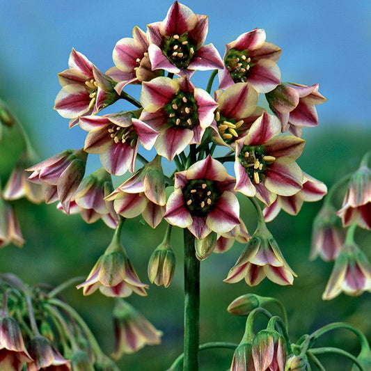 Nectaroscordum (Allium siculum) (Pack of 15) Netherland Bulb Company