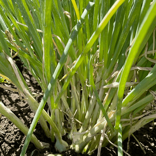 Organic Egyptian Walking Onion Grow Organic