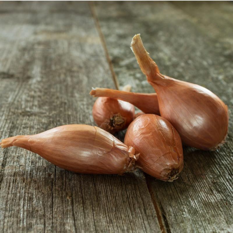 Organic Grey Shallots (lb) Grow Organic