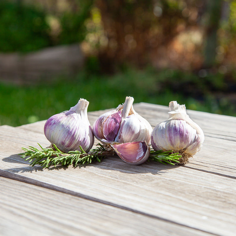 Music Garlic (Lb) Grow Organic