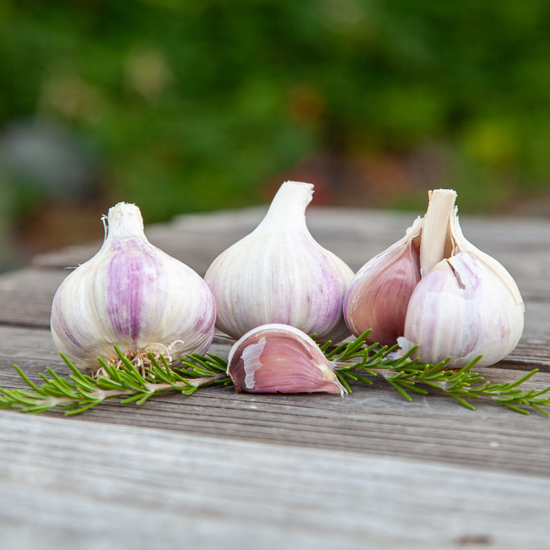 Music Garlic (Lb) Grow Organic