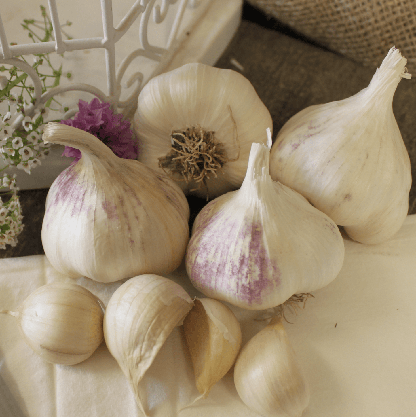 Organic Early Purple Italian Garlic (lb) Grow Organic
