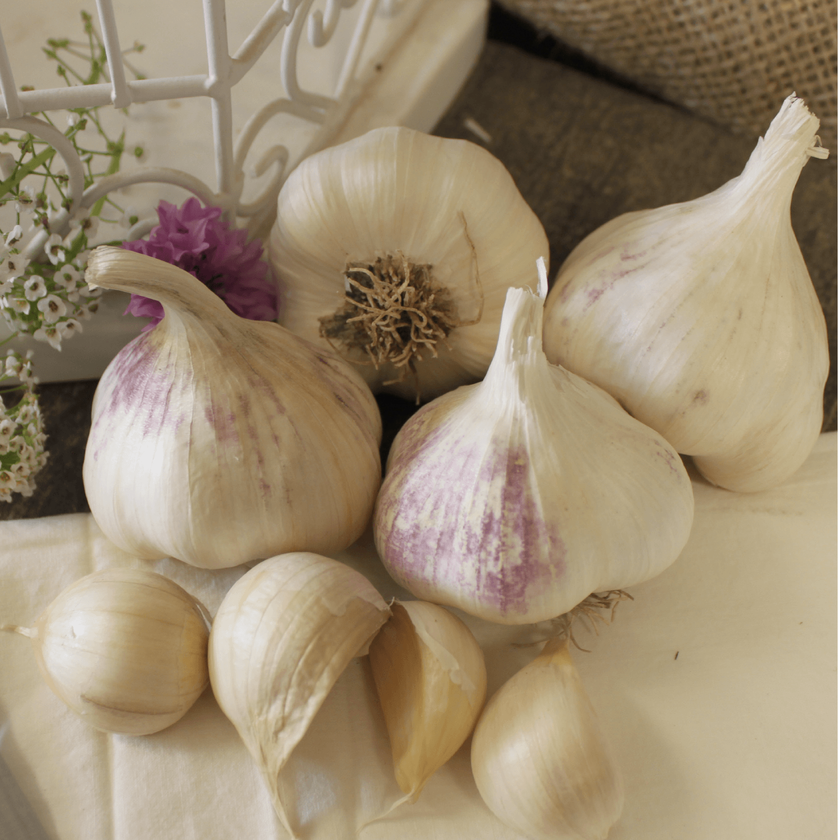 Organic Early Purple Italian Garlic (lb) Grow Organic