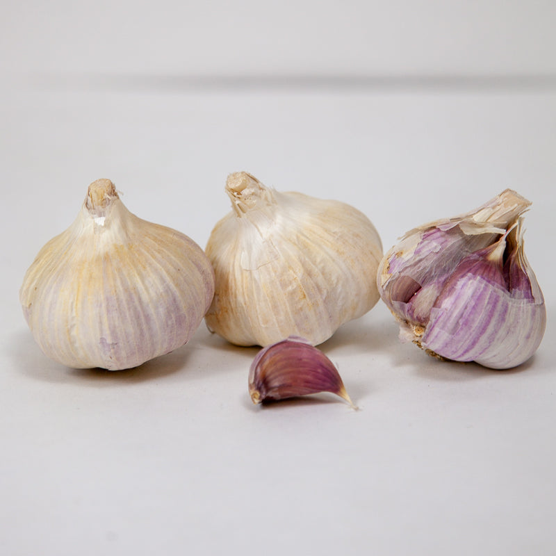 Organic Norquay Garlic (lb) Grow Organic