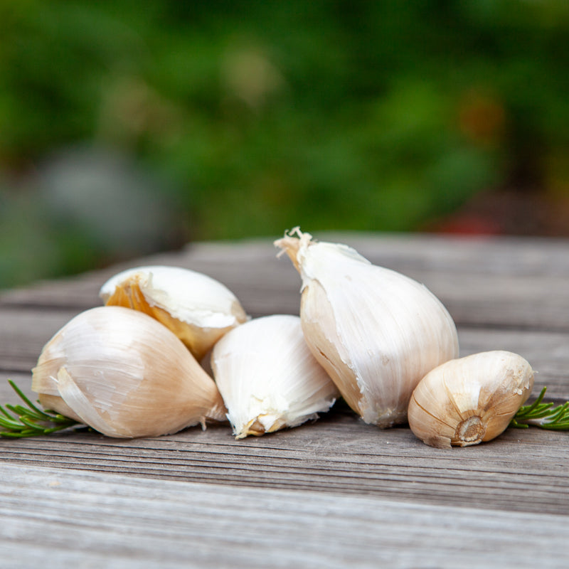 Elephant Garlic (Lb) Grow Organic
