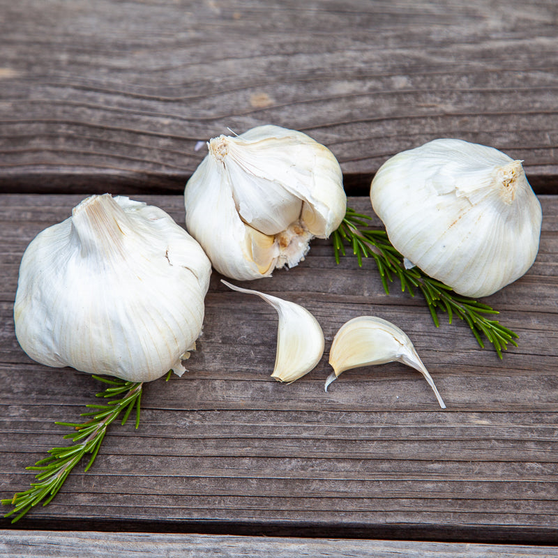 California Early White Garlic (Lb) Grow Organic