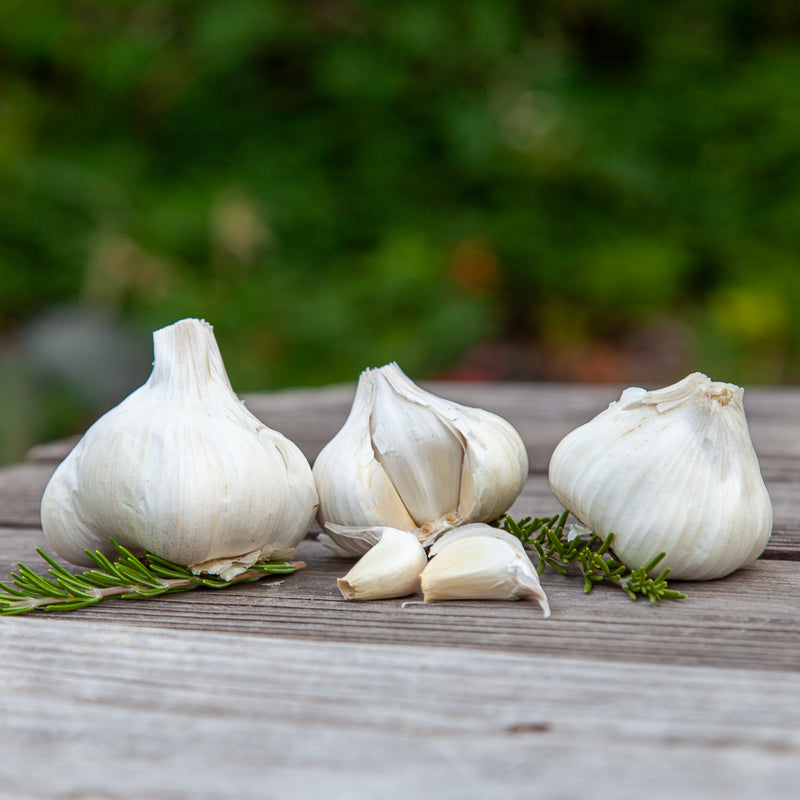 California Early White Garlic (Lb) Grow Organic