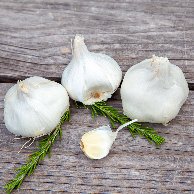 Organic Inchelium Red Garlic (lb) Grow Organic
