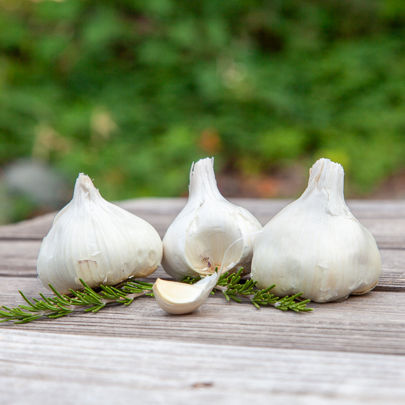Organic Inchelium Red Garlic (lb) Grow Organic