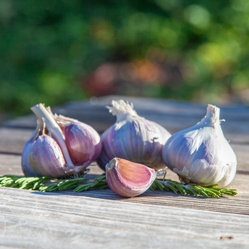 Organic Romanian Red Garlic (lb) Grow Organic