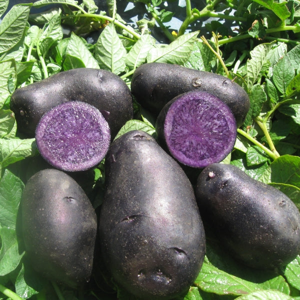 Organic Black Berry Seed Potatoes (lb) Grow Organic