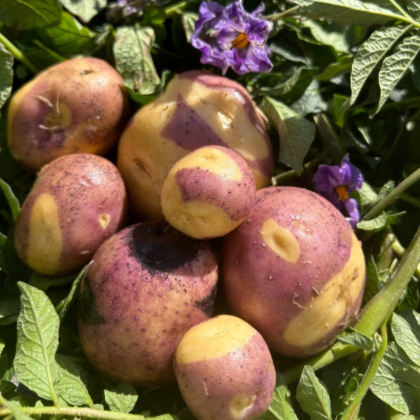 Organic Masquerade Seed Potatoes (lb) Grow Organic