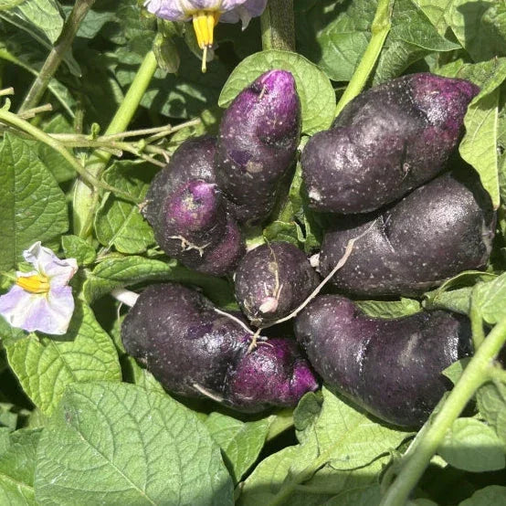 buy seed potatoes for fall planting Organic Purple Violet Seed Potato (lb)