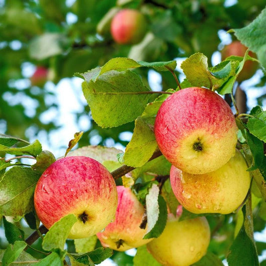 Braeburn Apple Tree Grow Organic