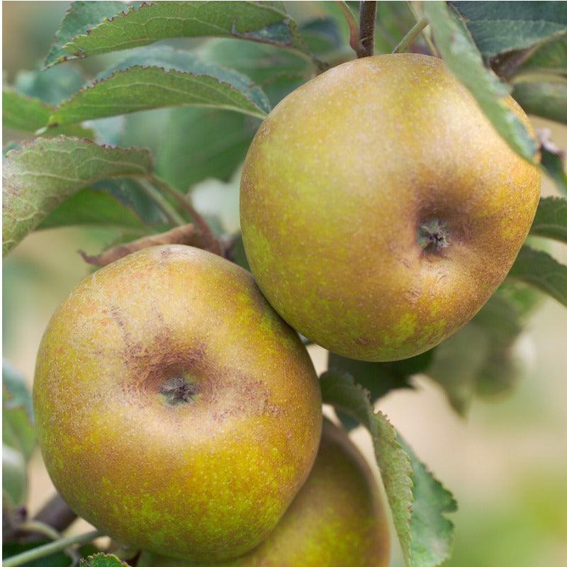 Ashmead Kernel Apple Tree Grow Organic