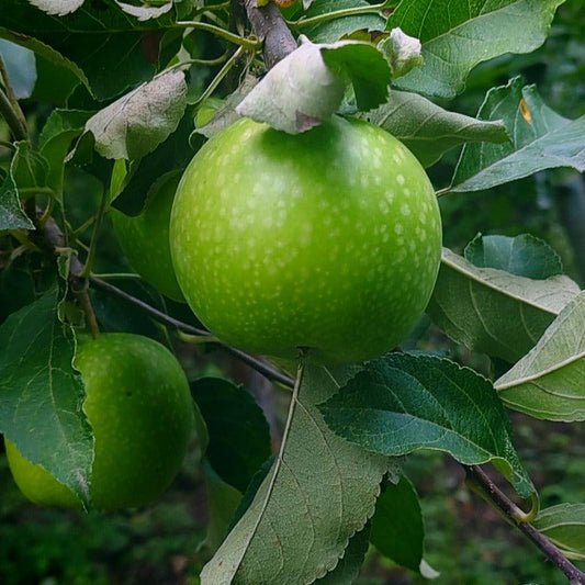 Dwarf Granny Smith Apple Tree Grow Organic