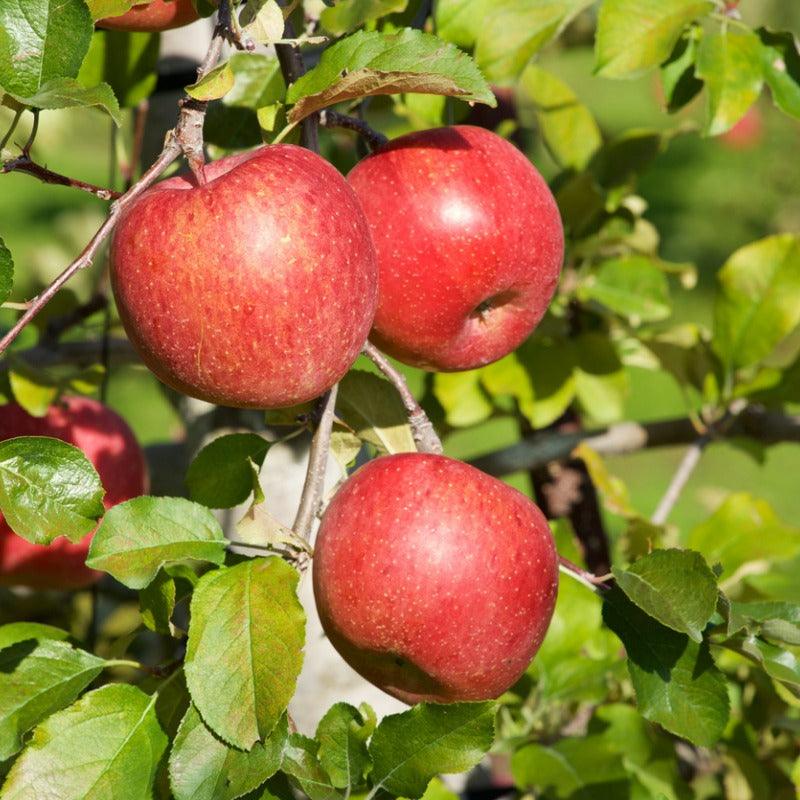 Dwarf Honey Crisp Apple Tree Grow Organic