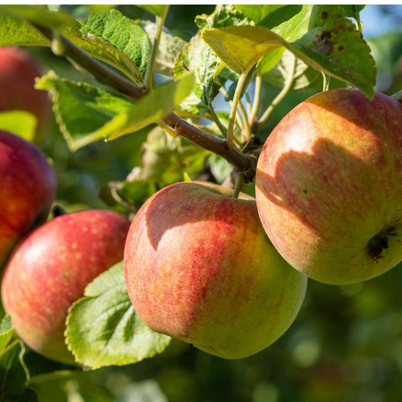 Cox Orange Pippin Apple Tree Grow Organic