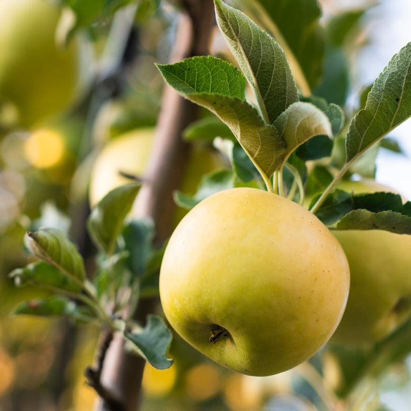 Golden Dorsett Apple Tree Semi-Dwarf BareRoot Grow Organic