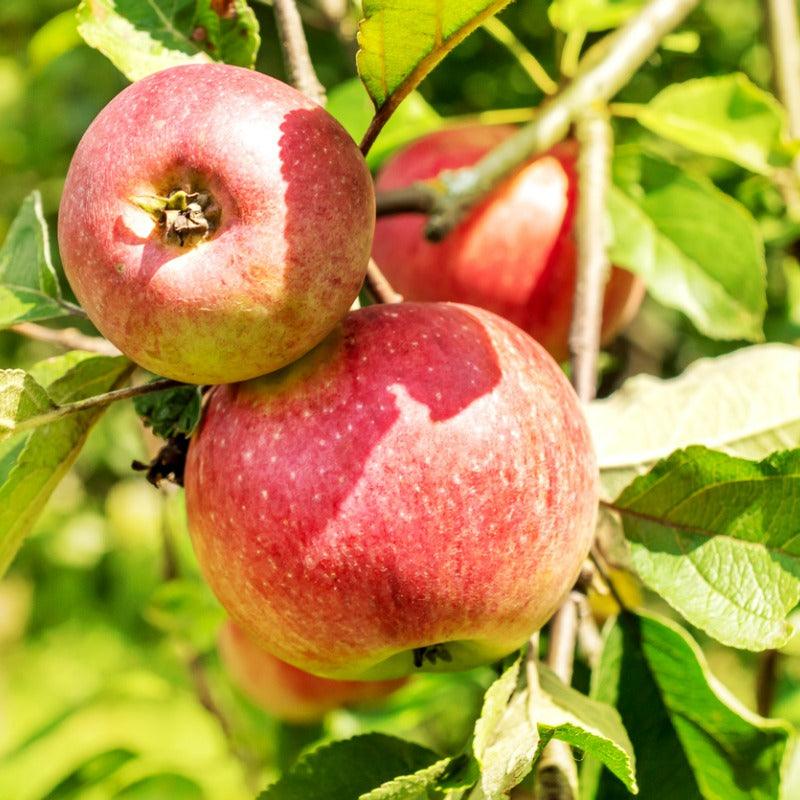 McIntosh Apple Tree Grow Organic