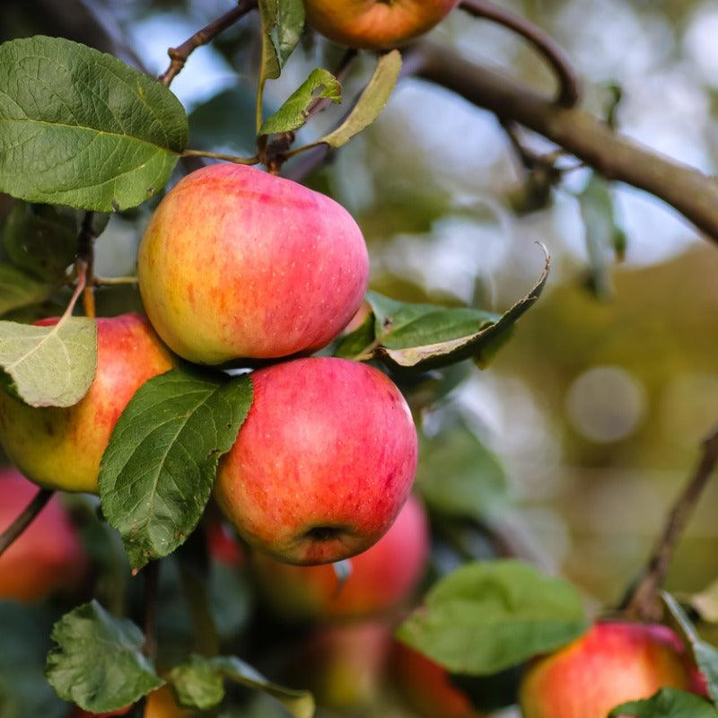 Gravenstein Red Apple Tree Grow Organic