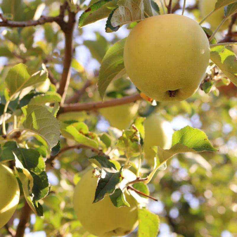 Yellow Newton Pippin Apple Tree Grow Organic