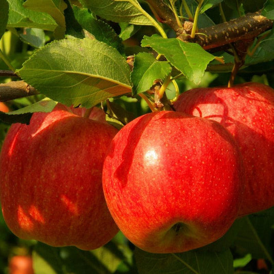 Red Delicious AKA Bisbee Spur Apple Tree Potted (5 Gallon) Grow Organic