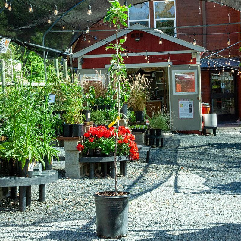 Red Delicious AKA Bisbee Spur Apple Tree Potted (5 Gallon) Grow Organic