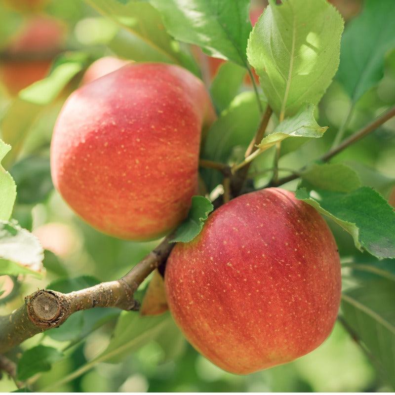 Spitzenburg Apple Tree Grow Organic
